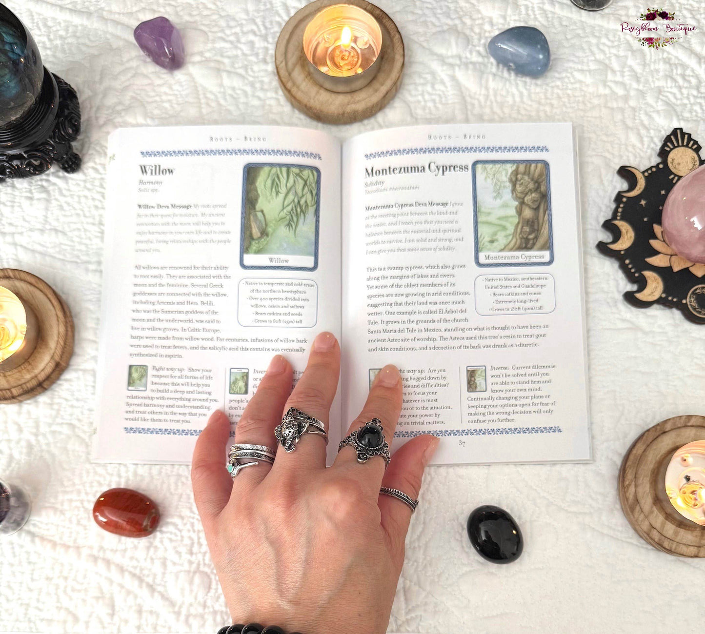 THE WISDOM OF TREES ORACLE | Inspirational Cards For Wisdom And Guidance